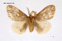 藏品(黃斑黃毒蛾)的圖片